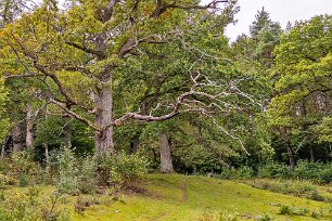 Gamla ekar i Nyby Kyrkskog Ädellövskogen i området mellan åkrarna bär fortfarande prägel av att tidigare ha varit mer öppen. Här finns stora grova gamla ekar med rejäla kronor.
