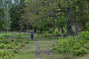 Gammelskog Skogens ålder i Norrby kyrkskog varierar från ungefär 150 år i de äldsta bestånden till yngre bestånd på ungefär 50 år. En del ekar och tallar är...