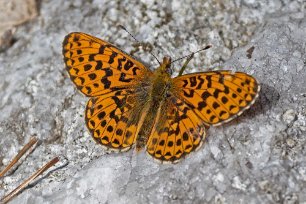 Prydlig pärlemorfjäril Prydlig pärlemorfjäril (Boloria euphrosyne). Den flyger i början av sommaren, i maj och juni. Fjärilslarverna lever på och äter violer.