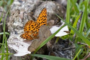 Prydlig pärlemorfjäril Prydlig pärlemorfjäril (Boloria euphrosyne). Den flyger i början av sommaren, i maj och juni. Fjärilslarverna lever på och äter violer.