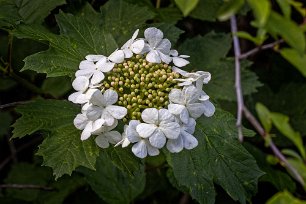 Skogsolvon Skogsolvon (Viburnum opulus). Typiskt för arten är att blomknippena i kanten har en rad av stora, två centimeter breda, könlösa blommor med plattat bräm. De...