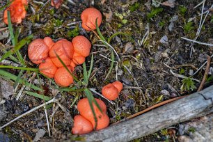 Slemsvamp Vargmjölk (Lycogala epidendron) art i gruppen slemsvampar. Förekommer allmänt under sommaren och hösten i hela Sverige på multnande ved, stubbar o.d, bildar...