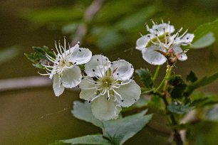 Spetshagtorn Spetshagtorn (Crataegus rhipidophylla) i Norrby kyrkskog.