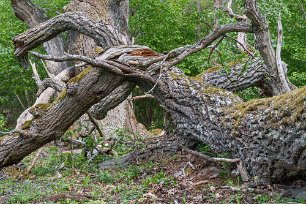 Trädjättarnas slutstrid I blandskogen söder om strandängen finns gamla och grova tallar, granar och ekar. Detta skogsparti börjar nu likna mer och mer en naturskog med stort inslag av...