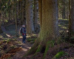 Nytorpsravinen I reservatets norra del finns en drygt 100 år gammal granskog med en mycket speciell flora med storgröe, nordlundarv, springkorn och strutbräken.