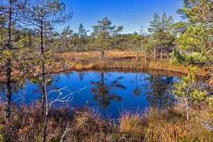 Knuthöjdsmossen När klimatet blev varmare och fuktigare, började kärrväxter och mossor växa ovanpå isälvssanden. Mossen växte snabbt på höjden och fick formen av en flack...