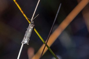 Knuthöjdsmossen Silvervit gräsmott (Crambus perlella)