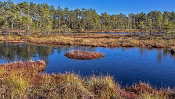 Knuthöjdsmossen När klimatet blev varmare och fuktigare, började kärrväxter och mossor växa ovanpå isälvssanden. Mossen växte snabbt på höjden och fick formen av en flack...