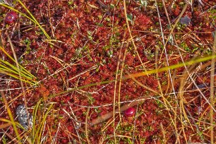Knuthöjdsmossen Tranbär (Vaccinium oxycoccos) är en art i blåbärssläktet i familjen ljungväxter. Växten får röda bär, som är ätliga. Ett äldre namn på tranbär är myrbär, även...