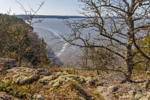 Krattek på Torparudden Utsikt över Gisselfjärden från Torparudden. Till höger en så kallad krattek. I mer extrema lägen som på bergknallar och på sandiga marker växer långsamt och...