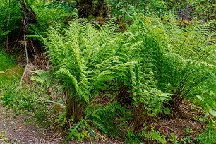 Örnbräken Örnbräken (Pteridium aquilinum) tillhör ormbunksväxterna