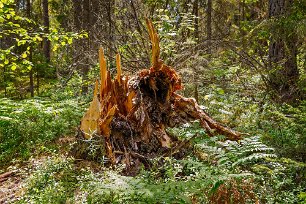 Fallen gran En ljusglänta öppnas där den stora granen fallit. I gläntan skjuter nya plantor i höjden och föryngar skogen.