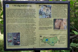 Naturskogen föryngrar sig En ljusglänta öppnas där den stora granen fallit. I gläntan skjuter nya plantor i höjden och föryngar skogen. Under tiden i ljuset hittar örnbräken en...
