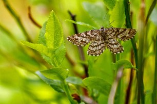 Rutig buskmätare Rutig buskmätare, (Chiasmia clathrata) vid sjön Kvicken.