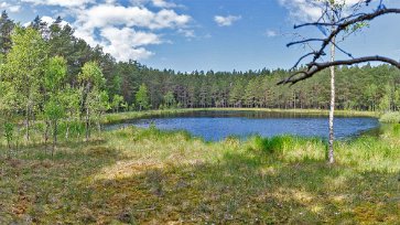 Kvicken Kvicken är näringsfattig med vatten färgat brunt av granarna och tallarnas sura barr som faller från skogen runtomkring.