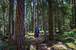 Ingen skogsavverkning Skogarna i reservaten har inte huggits på många år. Skogen har fått utvecklas i sin egen takt och här finns både gamla träd och yngre träd.