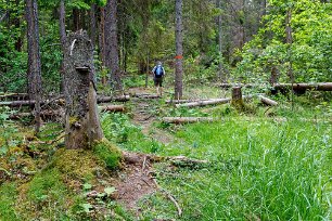 Ingen skogsavverkning Skogen i reservatet får utvecklas fritt för att andelen död vet ska öka och därmed gynna skogens biologiska mångfald.