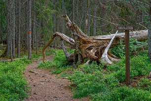 Vargslätten Skogen i reservatet får utvecklas fritt för att andelen död vet ska öka och därmed gynna skogens biologiska mångfald.