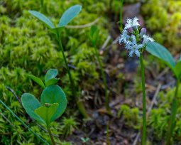 Vattenklöver Vattenklöver, (Menyanthes trifoliata) är en vatten- eller sumpväxt som är lätt att känna igen på sina klöverlika blad och vitrosa blomklasar. Den är flerårig,...