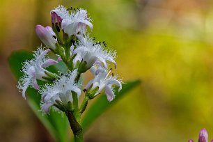 Vattenklöver Vattenklöver, (Menyanthes trifoliata) är en vatten- eller sumpväxt som är lätt att känna igen på sina klöverlika blad och vitrosa blomklasar. Den är flerårig,...