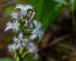 Vattenklöver Vattenklöver, (Menyanthes trifoliata) är en vatten- eller sumpväxt som är lätt att känna igen på sina klöverlika blad och vitrosa blomklasar. Den är flerårig,...