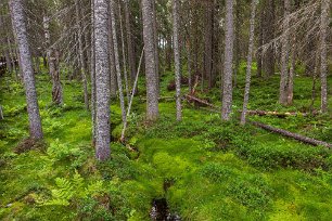 Skuleskogens nationalpark Spången i början av leden in i nationalparken leder förbi mossa, ormbunkar och blöt mark.