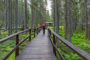Skuleskogens nationalpark Från parkeringen löper en bred träramp 200 meter in i skogen till ett stort trädäck med sittplatser, eldstad och informationstavlor om Skuleskogen och...