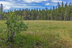 Skuleskogens nationalpark Mosse längs stigen.
