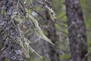 Skuleskogens nationalpark Skägglav (Usnea dasypoga).