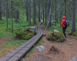 Skuleskogens nationalpark När det som nu var torrt på marken var det bitvis lättast att gå på sidan av spången.