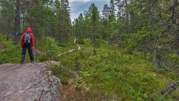 Skuleskogens nationalpark Stigen till Långtjärnshällorna, som till största delen går på hällmarker och träspång, är lättgången.
