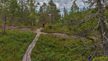Skuleskogens nationalpark Stigen till Långtjärnshällorna, som till största delen går på hällmarker och träspång, är lättgången.
