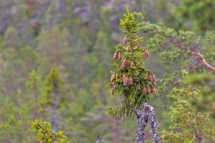 Skuleskogens nationalpark Grankott-topp vid Långtjärnhällorna.