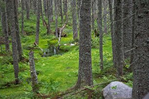 Skuleskogens nationalpark Spången i början av leden in i nationalparken leder förbi mossa, ormbunkar och blöt mark.