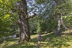 Gammelek Anfrätt av ålder och tidens tand står den gamla eken fortfarande upprätt.