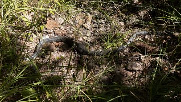 Störd snok Vi störde en snok som solade sig på stigen. Snok (Natrix natrix), kallas även vattensnok eller vanlig snok.