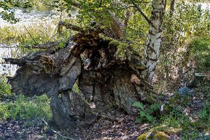 Trolsk fallen ek En jättestor ek vid sjöklanten och fallit in mot leden och av med åren urholkats.