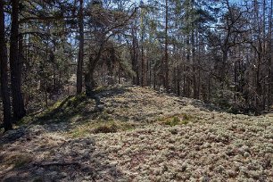 Fönsterlav längs leden Fönsterlav, Cladonia stellaris, hör till gruppen renlavar. Den trivs i öppna hällmarkstallskogar eller glesbevuxna sandiga, skogsmarker.
