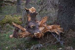 Trädfigur Rutten trädrot eller djurhuvud längs leden på Torparudden.