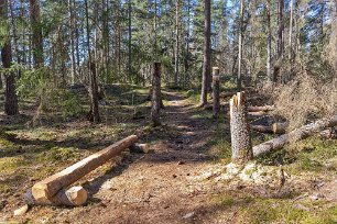 Ledröjning Vandringslederna på Torparudden ha äntligen rensats från träd som förstörts av granbarksborren.
