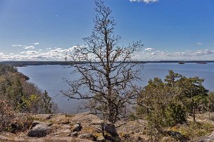 Utsikt över Mälaren Mager ek på utsiktsplatsen med bladknoppar.