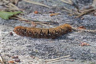 Tresticklans nationalpark