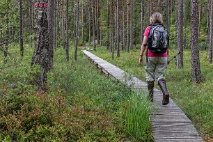 Tresticklans nationalpark Första del av stigen in i nationalåarken. Vår vandring från Råbocken runt Tresticklaleden och tillbaka mäter drygt 8 kilometer.