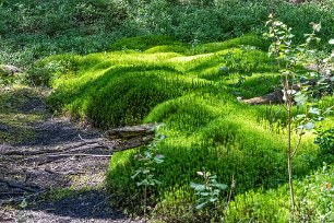 Tresticklans nationalpark