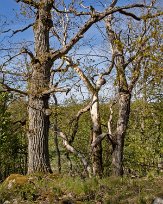 Tynäs ekhagar