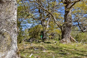 Tynäs ekhagar Området är naturskyddat sedan 1955 och är fördelat på tre åtskilda områden13 hektar stort. Reservatet består av strandängar och hagmark med gamla och mäktiga...
