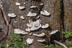 Tynäs ekhagar Borstticka (Trametes trogii). Som alla tickor i släktet Trametes är fruktkropparna ettåriga. Unga fruktkroppar är ofta ljusa med en brun kant. När de blir äldre...