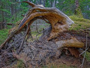 Ekeby naturreservat 18 april 2020 Strövade i gammal naturskog sydväst om Gnesta på en välmarkerad rundslinga.