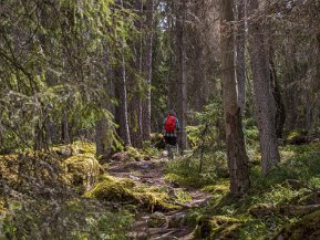 Fiby urskog 12 juli 2020 Urskogen i Fiby ligger en halvmil nordväst om Uppsala och drygt en timmes bilresa från Strängnäs