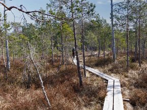 Gallsjömossens naturreservat april 2021 Rundvandring 4 april i Gallsjömossens naturresevat.